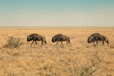 Wildebeests walking in Etosha National park, Namibia