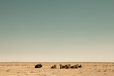 Wildebeests resting in Etosha National park, Namibia