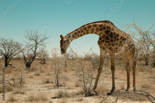 Canvas Print Giraffe, close up eating in Etosha National park, Namibia