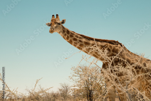 Photography Giraffe, close up eating in Etosha National park, Namibia