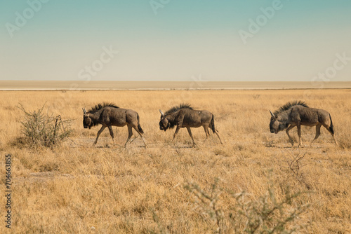 Wildebeests walking in Etosha National park  Namibia