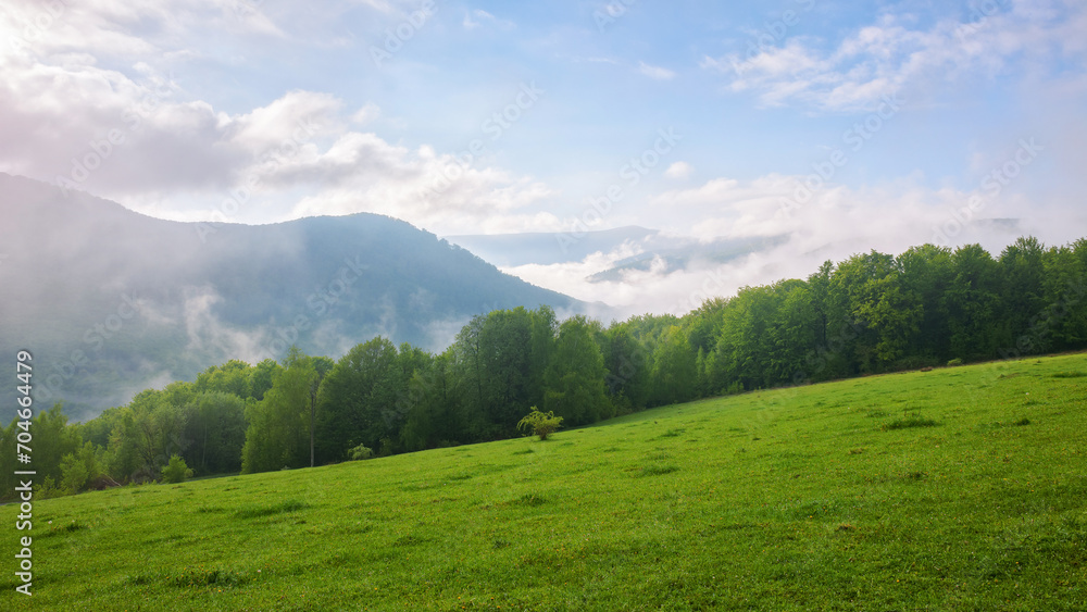 mountainous rural landscape of ukraine with grassy meadow on a misty morning in summer. green carpathian countryside scenery with forest behind the pasture on a hill. fog in the distant valley