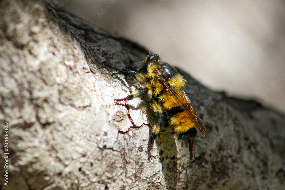 Mosca dragón gigante de patas rayadas (Obelophorus terebratus) Uno de los depredadores más temibles del centro-sur de Chile. Mosca dragón gigante de patas rayadas (Obelophorus terebratus) Uno de los depredadores más temibles del centro-sur de Chile.