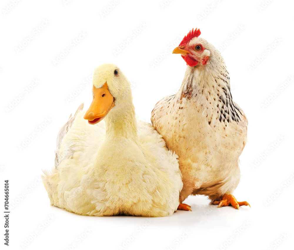 Fototapeta premium White duck and chicken.