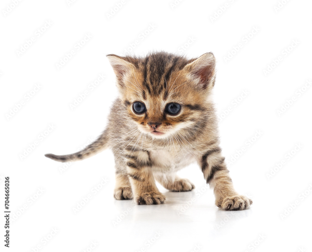 Obraz premium Cat is walking.