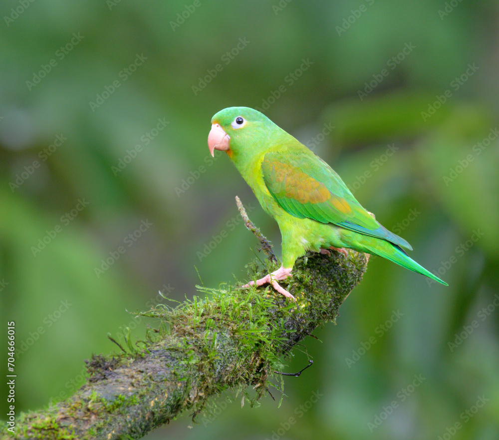 Orange-chinned or Tovi parakeet (Brotogeris jugularis), Laguna del Lagarto Eco Lodge, Boca Tapada, Alajuela, Costa Rica. Orange-chinned or Tovi parakeet (Brotogeris jugularis), Laguna del Lagarto Eco Lodge, Boca Tapada, Alajuela, Costa Rica.