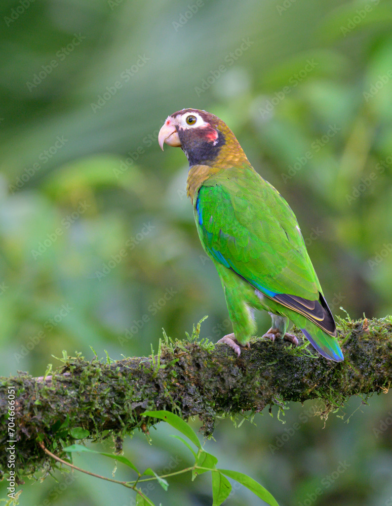 Brown-hooded parrot (Pyrilia haematotis), Laguna del Lagarto Eco Lodge, Boca Tapada, Alajuela, Costa Rica.