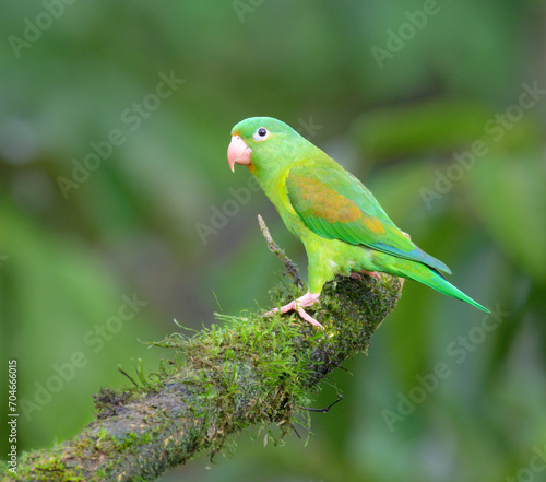 Orange-chinned or Tovi parakeet (Brotogeris jugularis), Laguna del Lagarto Eco Lodge, Boca Tapada, Alajuela, Costa Rica.