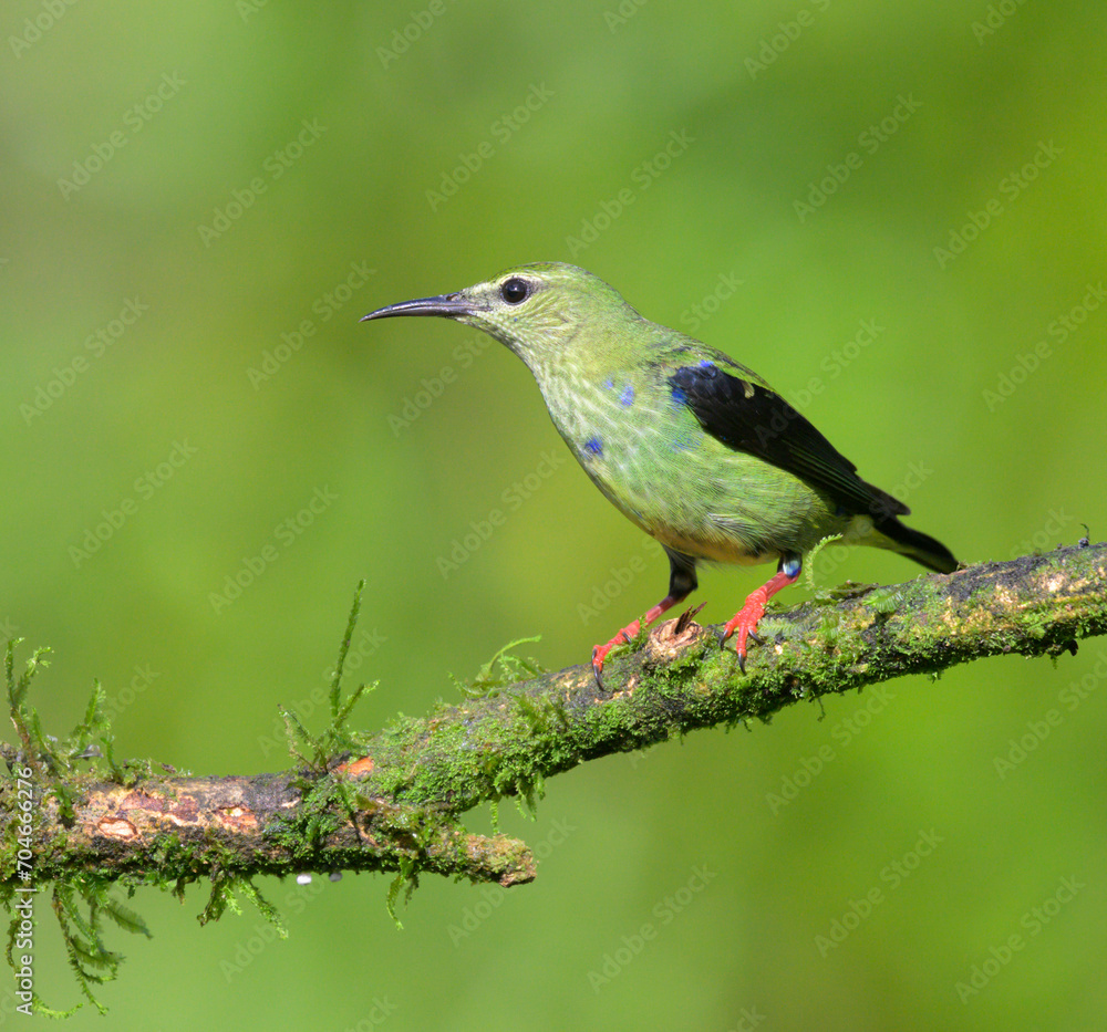 Obraz premium Red-legged Honeycreeper (Cyanerpes cyaneus) immature male, Laguna del Lagarto, Boca Tapada, Alajuela, Costa Rica