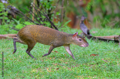 Valokuva Central American agouti (Dasyprocta punctata), Laguna del Lagarto, Boka Tapada,