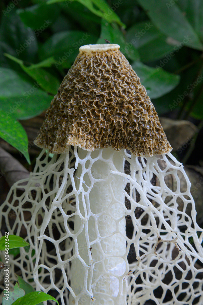 Veiled lady mushroom or Bridal veil stinkhorn (Phallus indusiatus) on