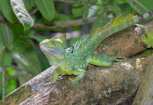Wallpaper Mural Plumed or green crested basilisk (Basiliscus plumifrons) male in the growing over water in rainforest, Cahuita National Park, Limon, Costa Rica Torontodigital.ca