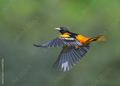 Baltimore oriole (Icterus galbula) male flying, Laguna del Lagarto, Alajuela, Costa Rica