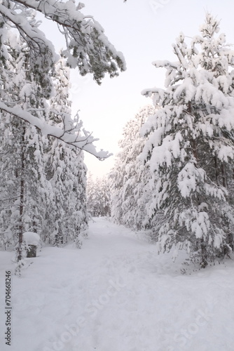 Fir tree and adobes covered in white snow landscape in Lapland, Finland
