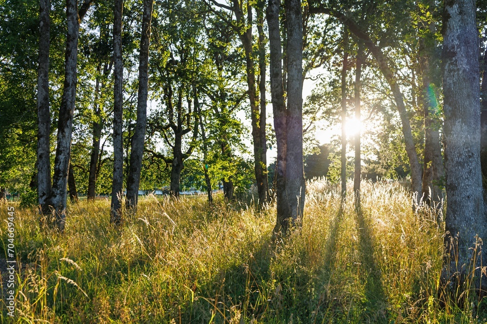 Fototapeta premium sunset in the park 