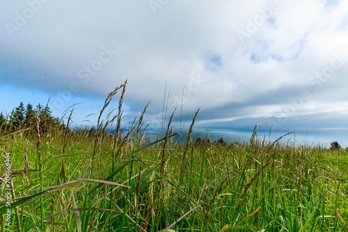 grass and sky