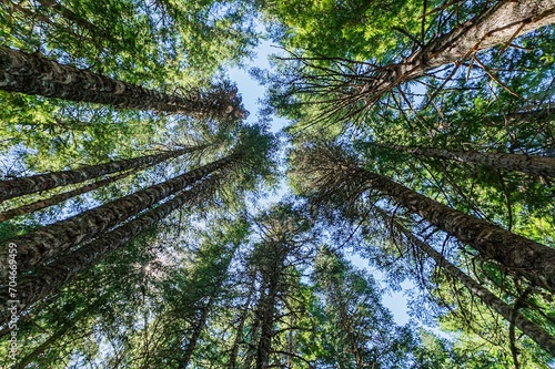 forest trees in the morning