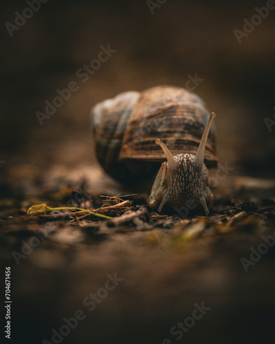 snail in a forest