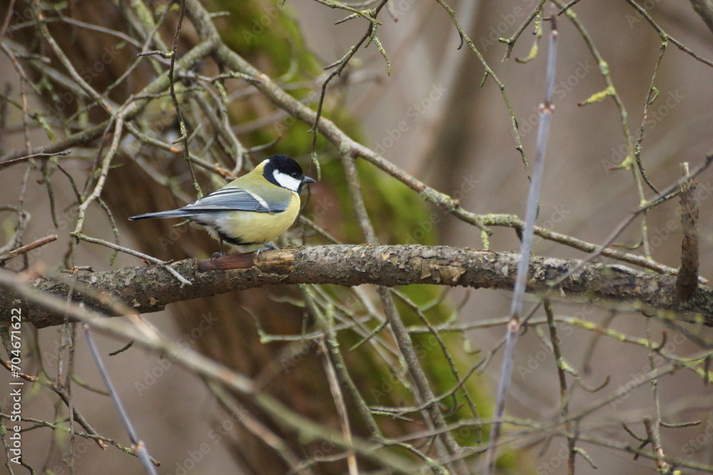 Titmouse in the forest in winter Titmouse in the forest in winter