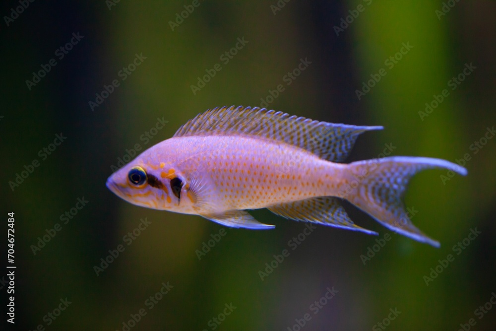 Fototapeta premium Princess of Burundi cichlid, Neolamprologus brichardi