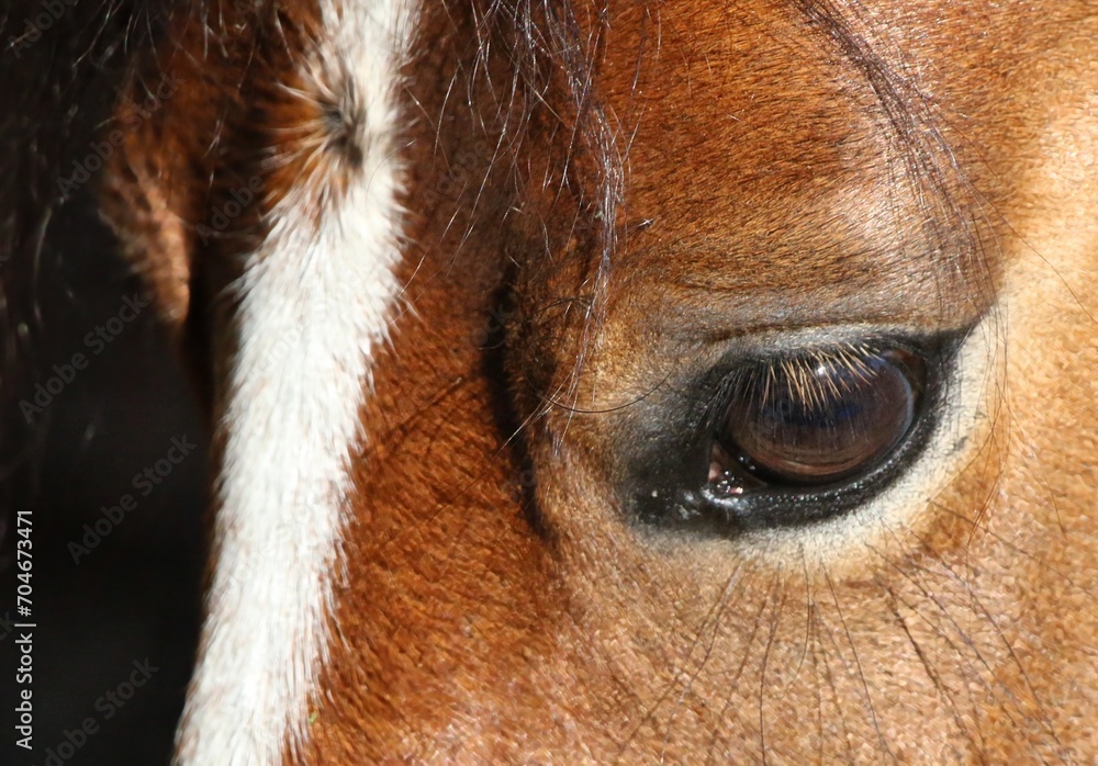 The beauty of a horse The beauty of a horse