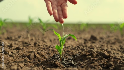 Water flows down arm, drips into ground, waters sprout. Agricultural industry. Farmer its pouring water on dirty hand, on green sprout. Seedling closeup. Growth time plants. Concept of cultivation photo