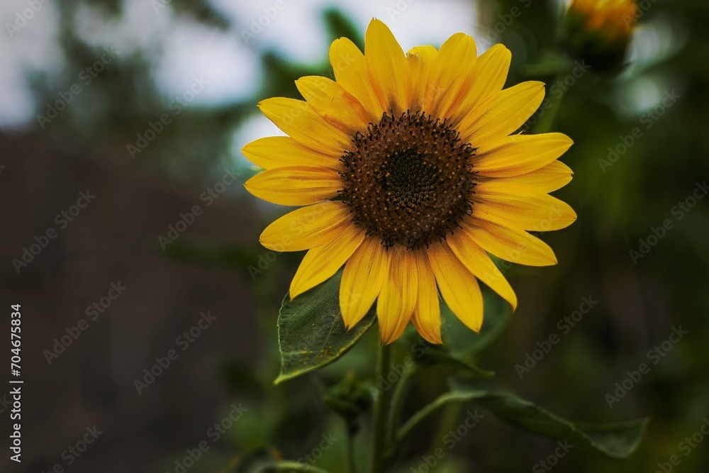Sunflower Sunflower