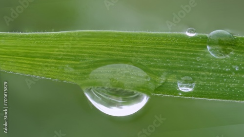 Close-up Detail of a Green Leaf with Dew Droplets