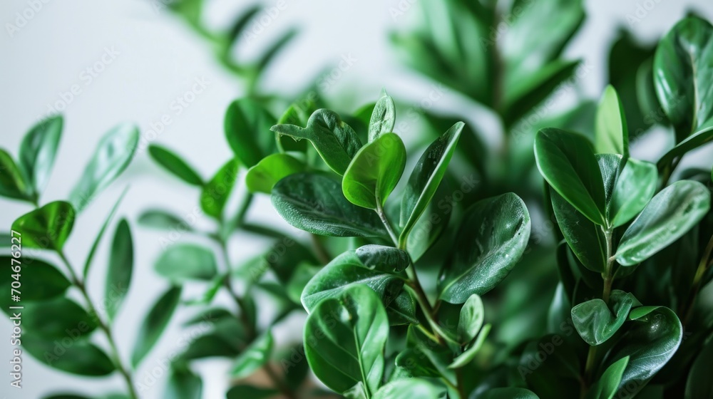 a close up of a potted plant with green leaves on the top of it and a white wall in the background. a close up of a potted plant with green leaves on the top of it and a white wall in the background.