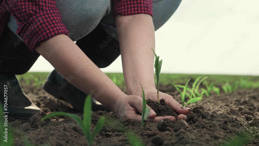 Gardener in plants green sprout in hole. Agricultural industry. Person puts root of young plant into soil with his hands. Growth time of green plant in nature. Green seedling in fertile soil. Farmer