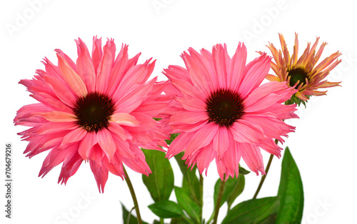 Echinacea flowers bouquet isolated on white background. Medical plant. Flat lay  top view