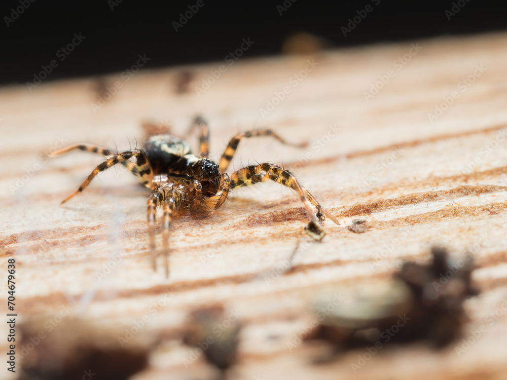 Fototapeta premium Titanattus euryphaessa