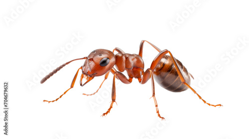 Ant isolated on transparent background. PNG