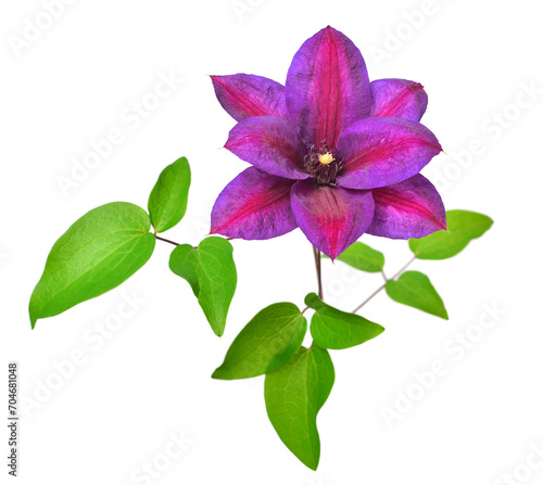 Flower purple clematis isolated on white background. Floral pattern  object. Flat lay  top view