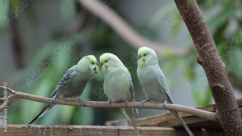 3 lovely love bird parakeets on a branch