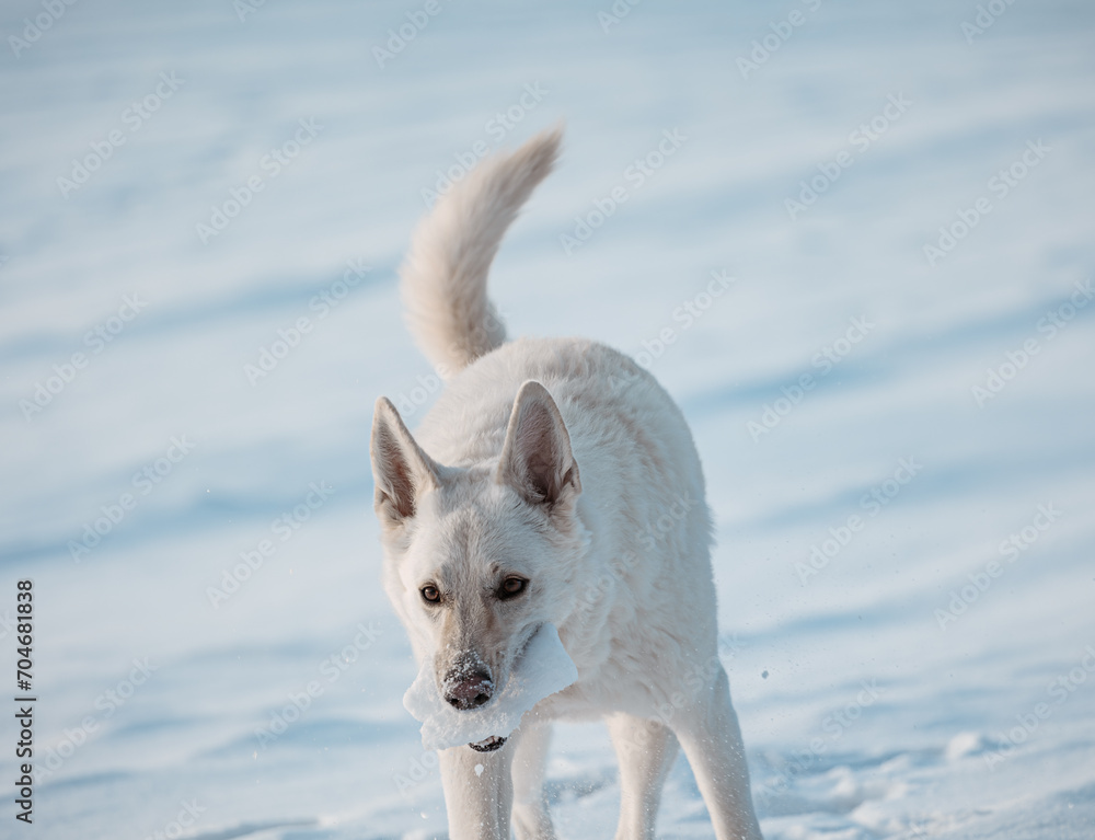 white Swiss shepherd dog plays in snow on field in winter white Swiss shepherd dog plays in snow on field in winter