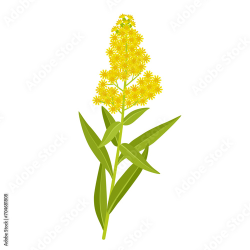 Vector illustration, Solidago, commonly called goldenrod, isolated on white background.
