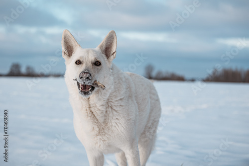 white Swiss shepherd dog plays in snow on field in winter