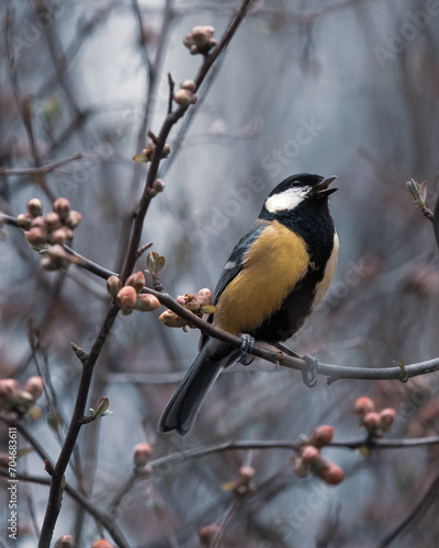 great spotted woodpecker on a branch