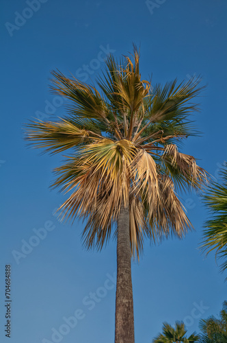 Green and Tan Date Nut Palm Tree Under Blue Sky