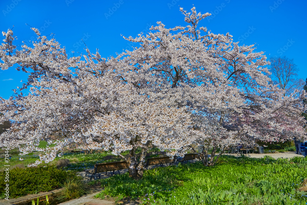 Beautiful white cherry blossom in spring. Beautiful white cherry blossom in spring.
