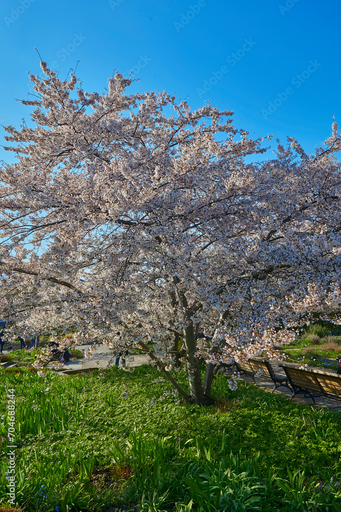 Beautiful white cherry blossom in spring. Beautiful white cherry blossom in spring.
