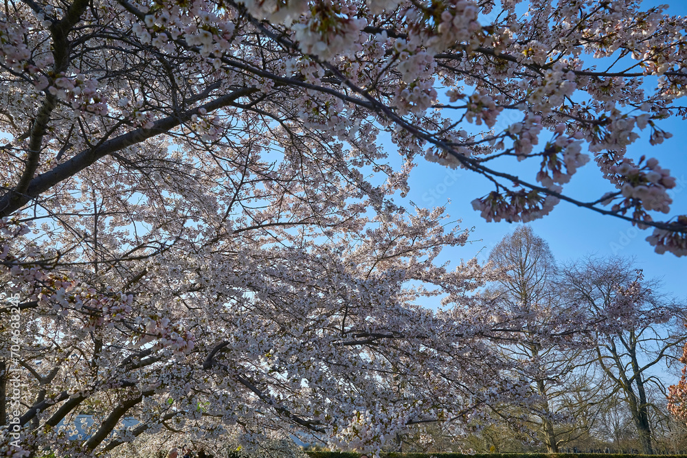 Beautiful white cherry blossom in spring. Beautiful white cherry blossom in spring.