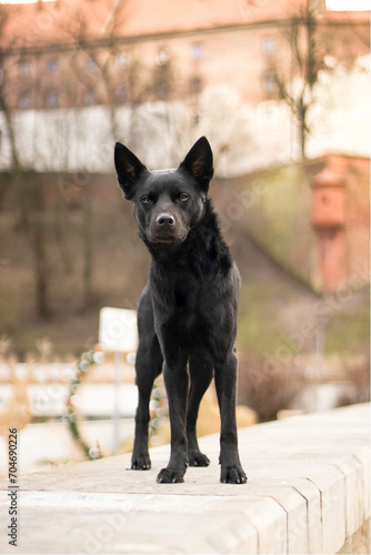 Fotografía portrait of australian kelpie