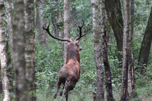 Fototapeta Naklejka Na Ścianę i Meble -  jeleń