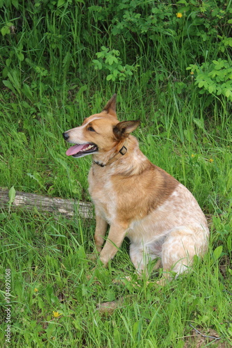 Red Heeler dog sitting in green grass with its tongue sticking out looking at something off camera. © Janice