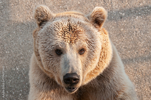 Close portrait of a bear at the zoo. Brown Bear, Ursus arctos