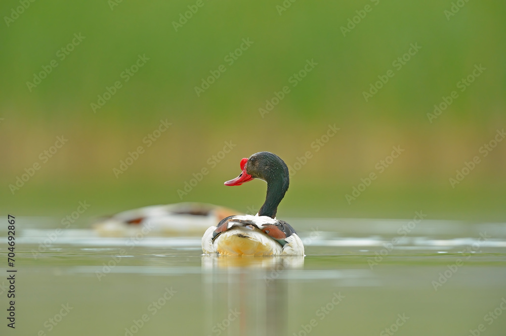 Common Shelduck swimming in the lake, feeding. Green, blurred background. (Tadorna tadorna). Common Shelduck swimming in the lake, feeding. Green, blurred background. (Tadorna tadorna).