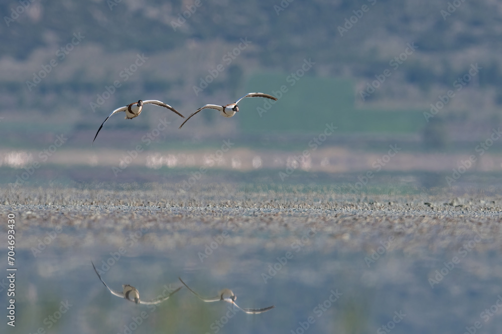 A pair of Common Shelduck flying at Lake Yarisli in Turkey. Reflection of a duck in water. (Tadorna tadorna) A pair of Common Shelduck flying at Lake Yarisli in Turkey. Reflection of a duck in water. (Tadorna tadorna)