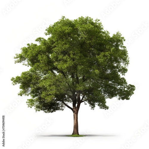 An illustration of a large green tree with a white background